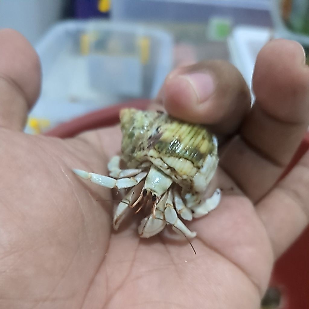 Mainan kelomang, coenobita rugosus var. white dan turunannya