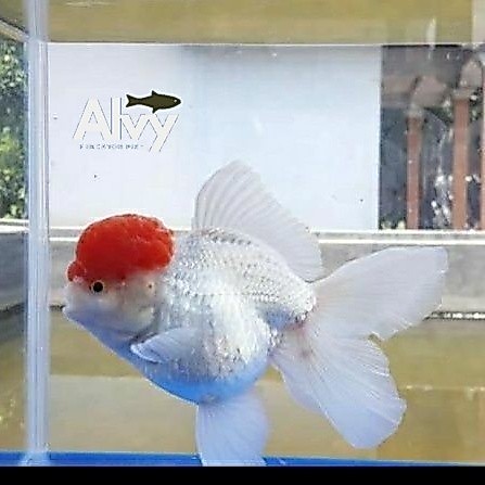 ikan mas koki red cup / oranda red cap jambul / ikan hias aquarium gen jambul chery
