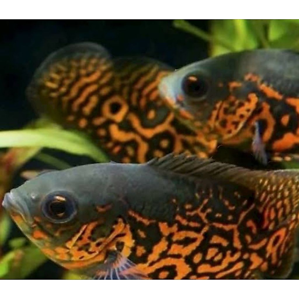 koleksi aquarium Oscar hitam batik 7-8cm jos mas