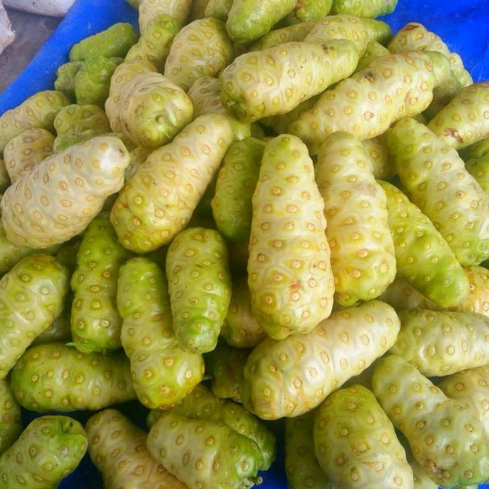 

Buah Mengkudu Segar / Buah Pace Segar Netto 500 gram - Siap Kirimkan ke Alamat Anda - Frozen, Zuriat
