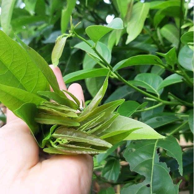 

Daun Mareme Segar 1 Kg Untuk Lalapan Makanan