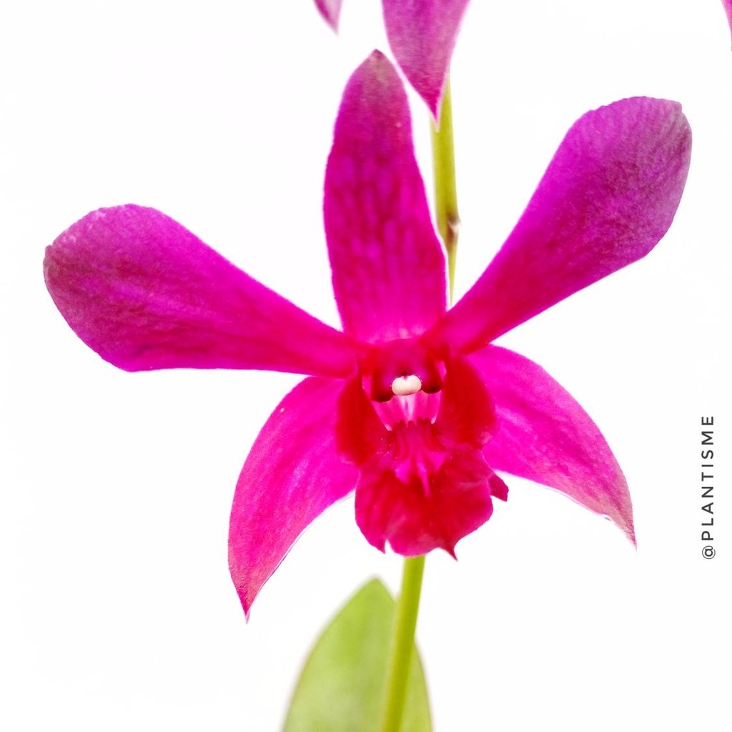 Tanaman Hias – Cooktown Orchid Dendrobium bigibbum Anggrek Larat Koleksi Premium Bunga Menawan