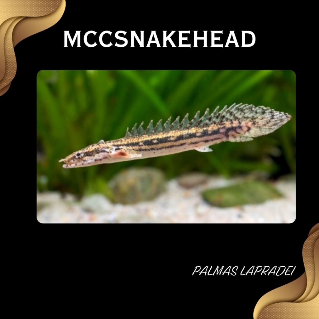 PALMAS LAPRADEI GOOD MARKING | Koleksi Polypterus Lapradei Corak Batik - Berkualitas Bergaransi (COD