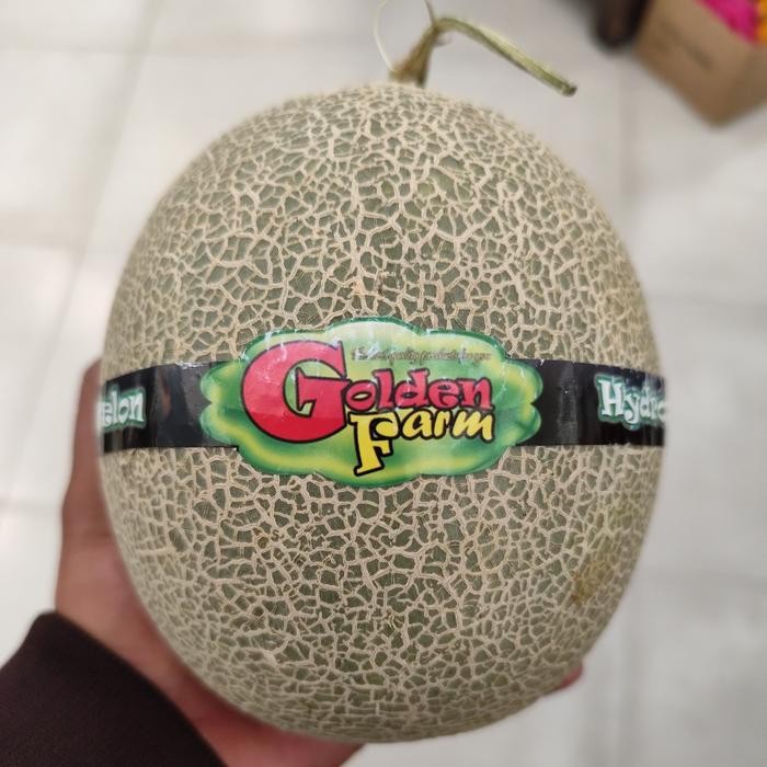 

Melon hidroponik Platinum melon manis orange lembut Golden Farm 1.6 kg