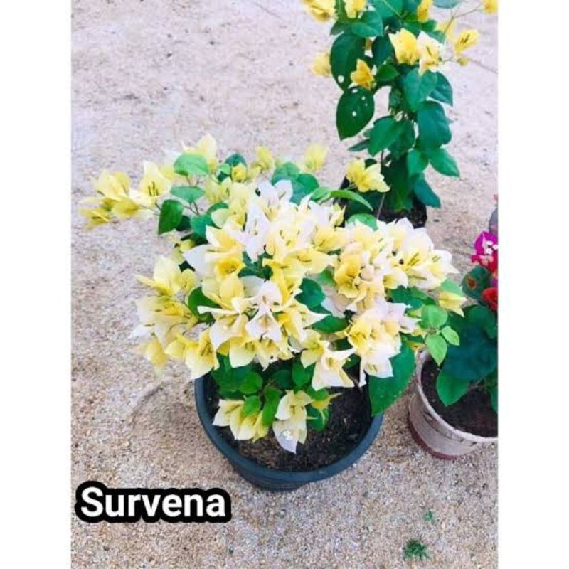 (BISA COD) (BISA COD) Bougenville survena