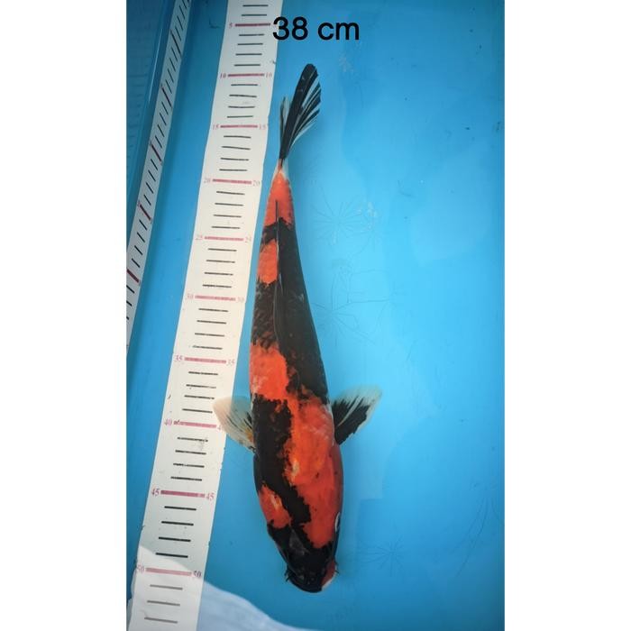 ikan koi Blitar / cemani farm / Showa 001