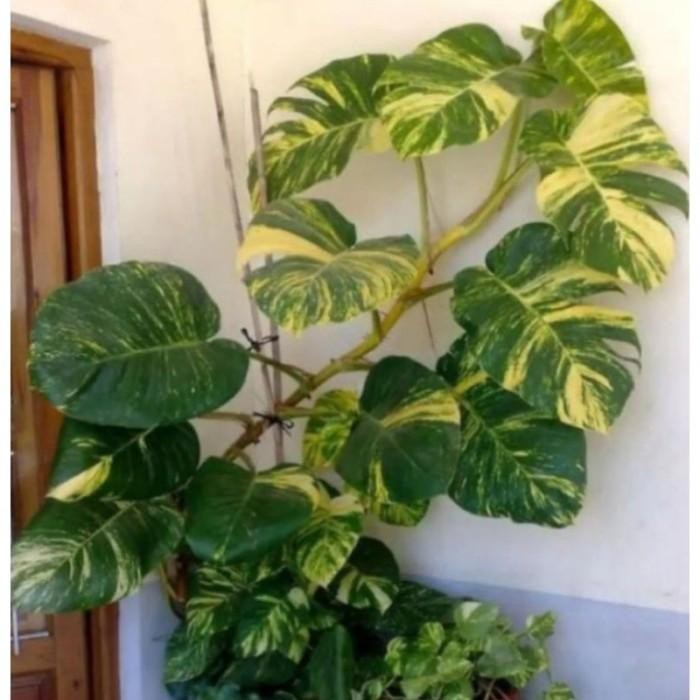 Bibit epipremnum aureum /monstera raisa -sirih gading jumbo varigata