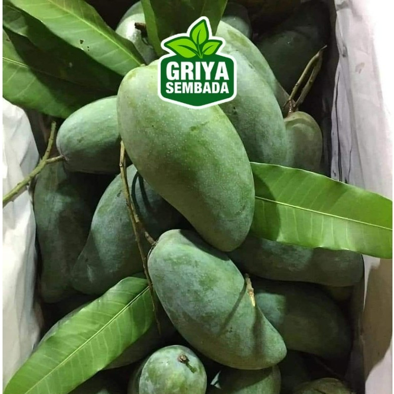 

Buah Mangga Thailand Kiojay 5 kilo