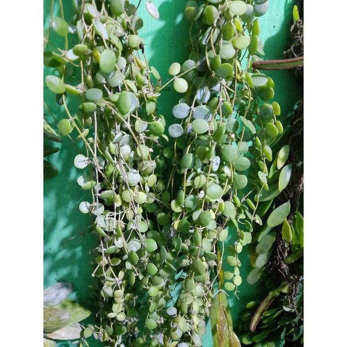 tanaman hias hoya dischidia numularia rimbun