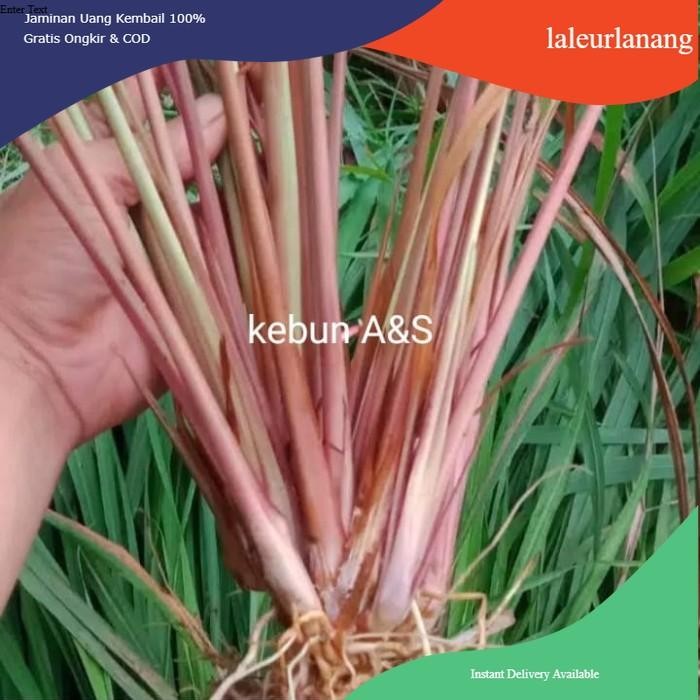 SEREH MERAH, sereh merah sereh wangi sereh minyak segar @ahmadanggrek