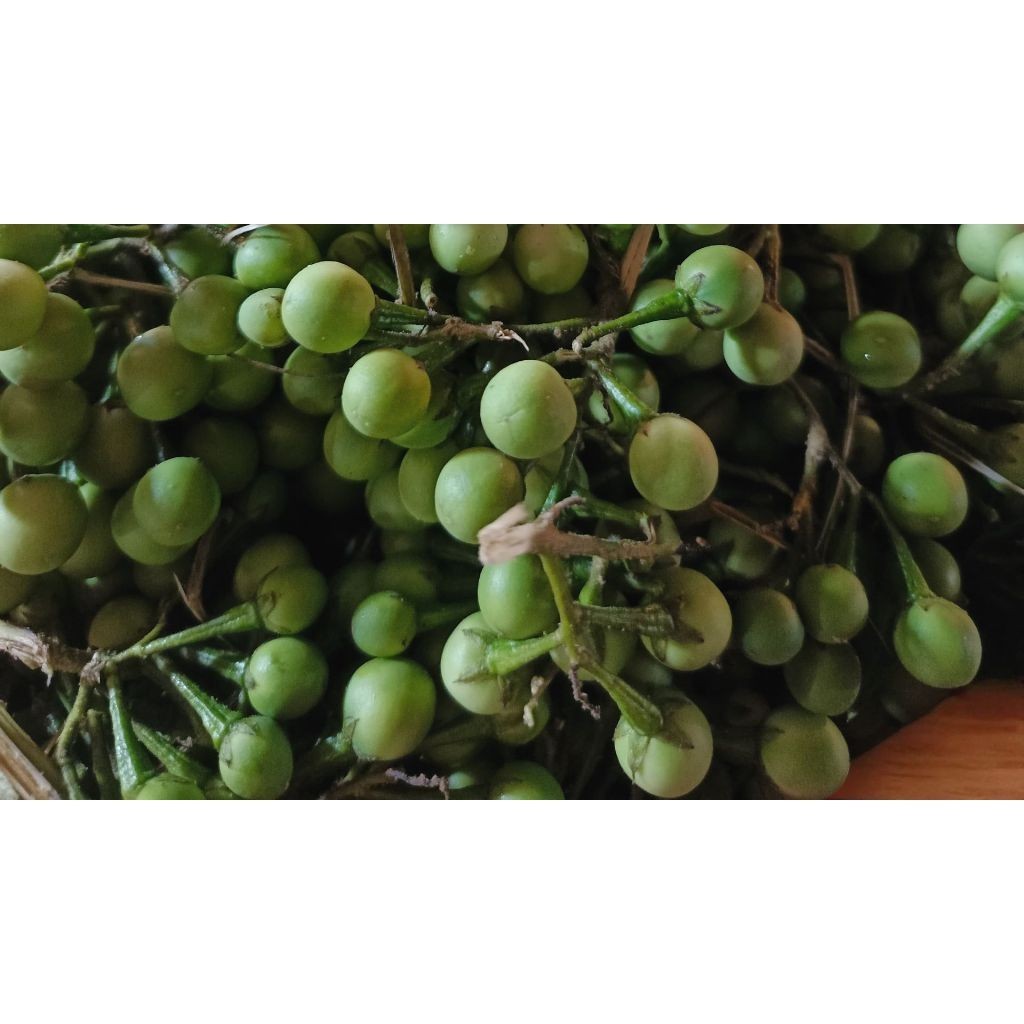 

Rimbang / Takokak 1 kilogram