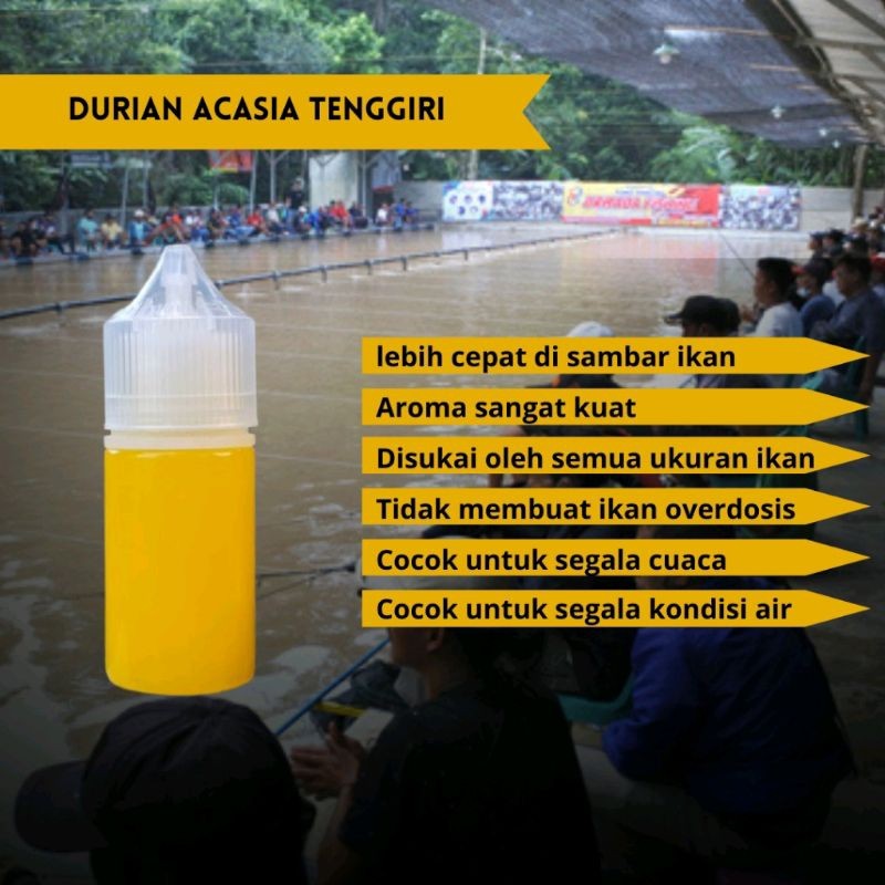 essen ikan mas terbaru durian acasia tenggiri paling bagus ampuh-319 - RCTI