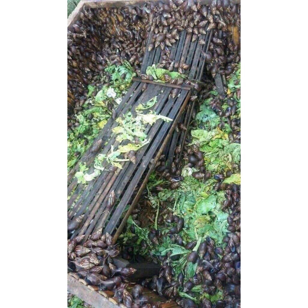 bekicot hidup / 1 kg