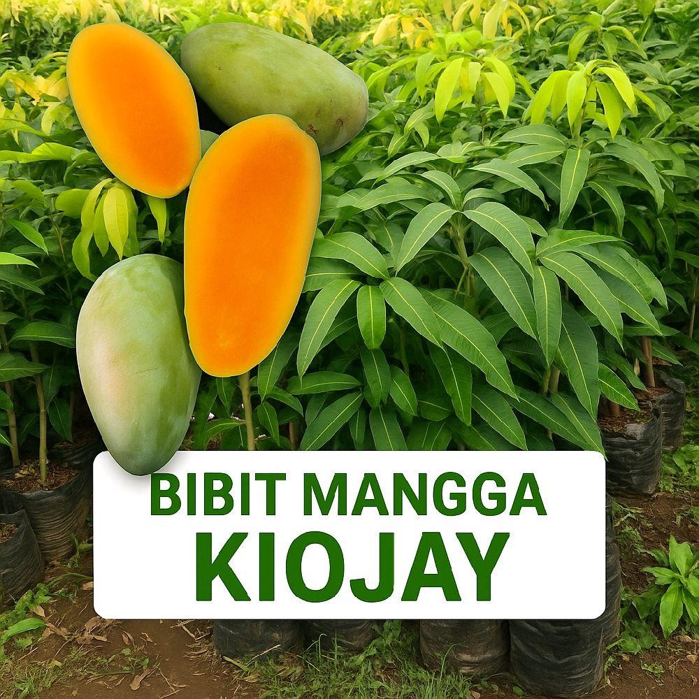 KIOJAY Bibit Tanaman Mangga Kiojay Sudah Okulasi Tinggi 40-60cm Cepat Berbuah 2-3 Tahun Perawatan Op