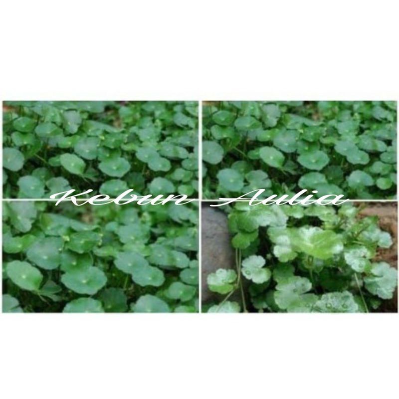 Daun pegagan gunung atau Semanggi gunung segar 250gr