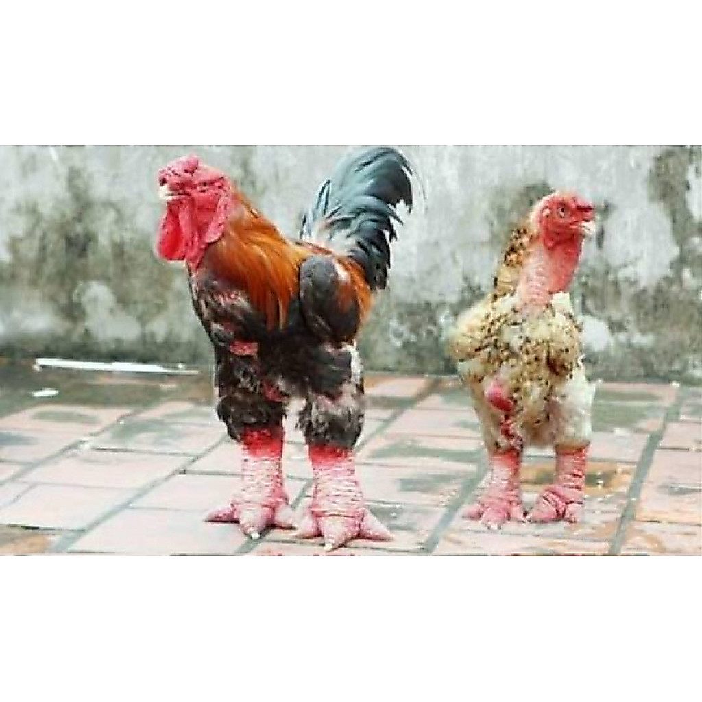 TELUR FERTIL AYAM DONG TAO UNTUK DI TETASKAN