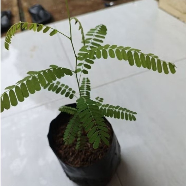 Pohon Daun Saga/ Tanaman Herbal Daun Saga/ Pohon Saga Murah Berkualitas