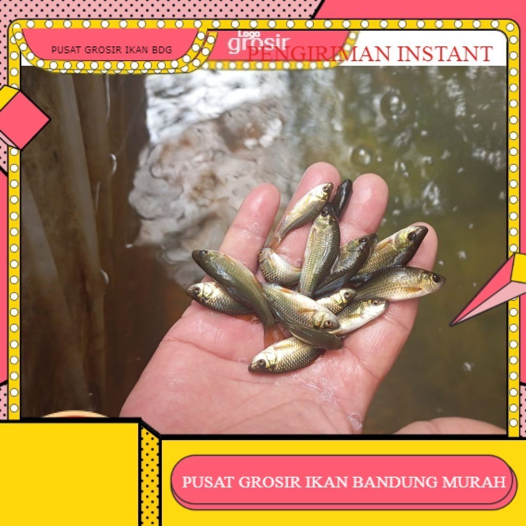 50 ekor Ikan Nilem terapi / trapi / per 50 ekor / ikan terapi GROSIR BANDUNG PER EKOR INSTANT