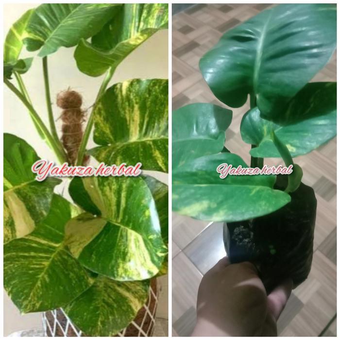Tanaman montera king parigata ready stok siap kirim