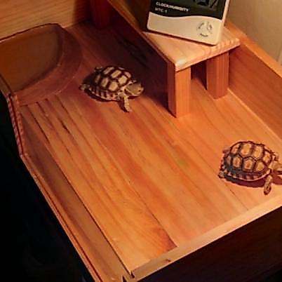Premium Kandang Tortoise Sulcata  Kandang Kura Kura  Kandang Kayu Jati Belanda Murah
