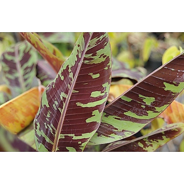 Pisang varigata merah - banana red bood viral - termahal - Bonggol (Reungit.Geulis)