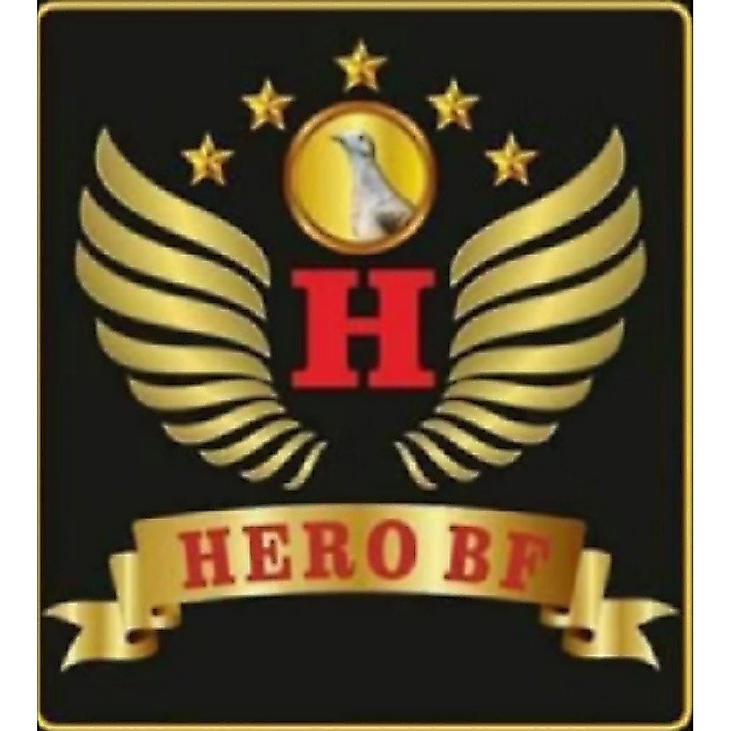 PERKUTUT BANGKOK RING HERO 224 USIA DEWASA ADA KITIR SILSILAH BURUNG