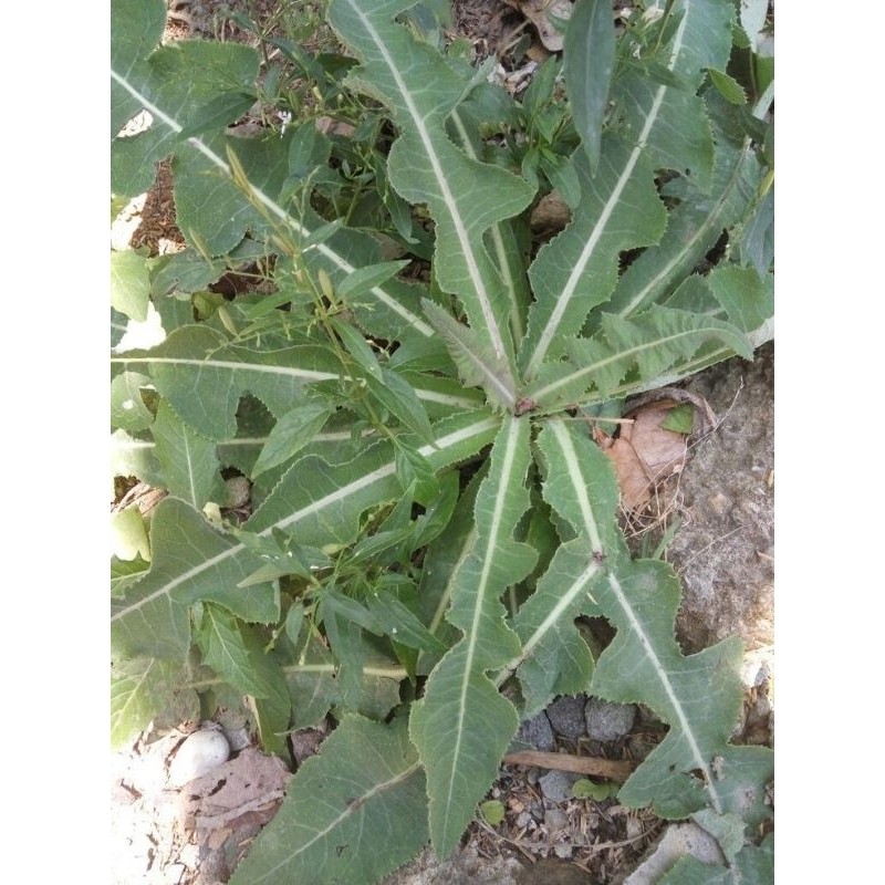 

DAUN TEMPUYUNG MURAH FRES 250 gram banyak khasiat nya