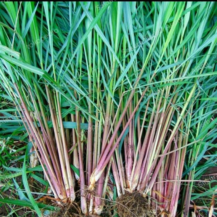 

sereh wangi segar 250gram