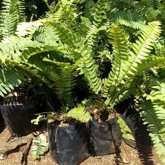 

TANAMAN HIAS PAKIS KELABANG