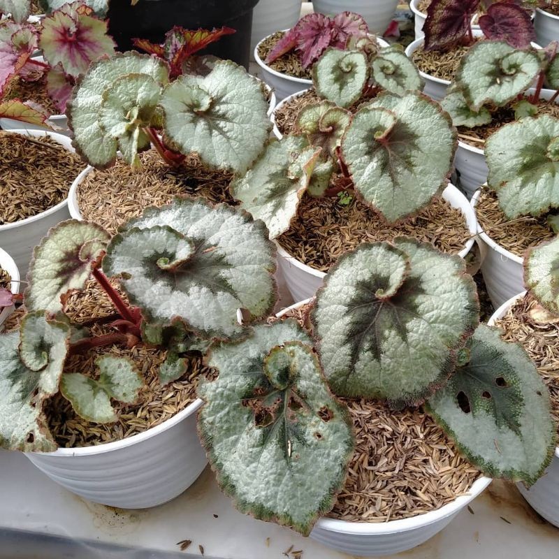 Bunga Begonia ESCARGOT KEONG - Tanaman Hias Begonia Escargot Keong