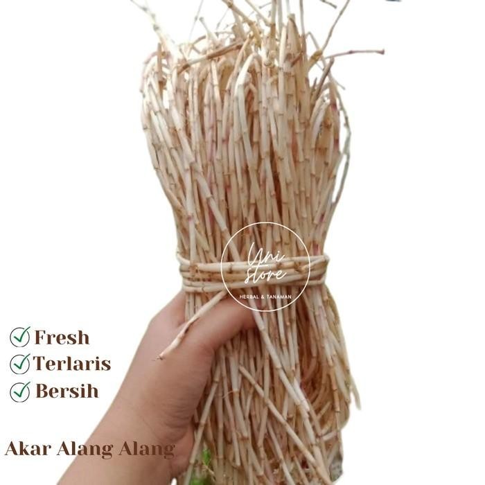 

1KG AKAR ALANG ALANG SEGAR BERSIH SUPER