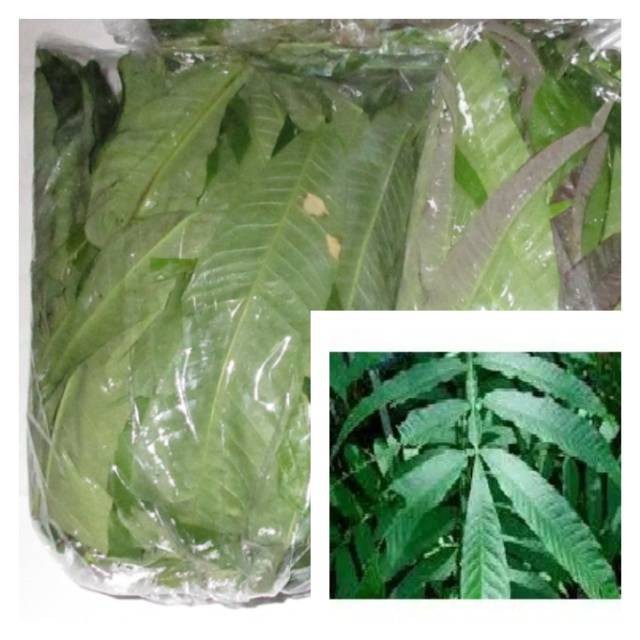 

Daun sungkai/jati sabrang segar 200 gram