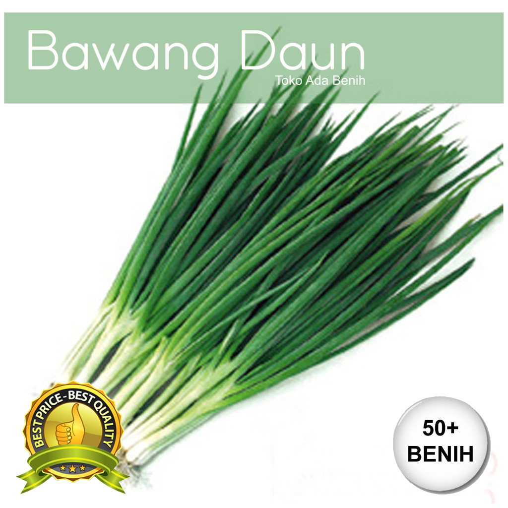 Benih / Biji Bawang Daun - Daun Bawang - 100+ Biji
