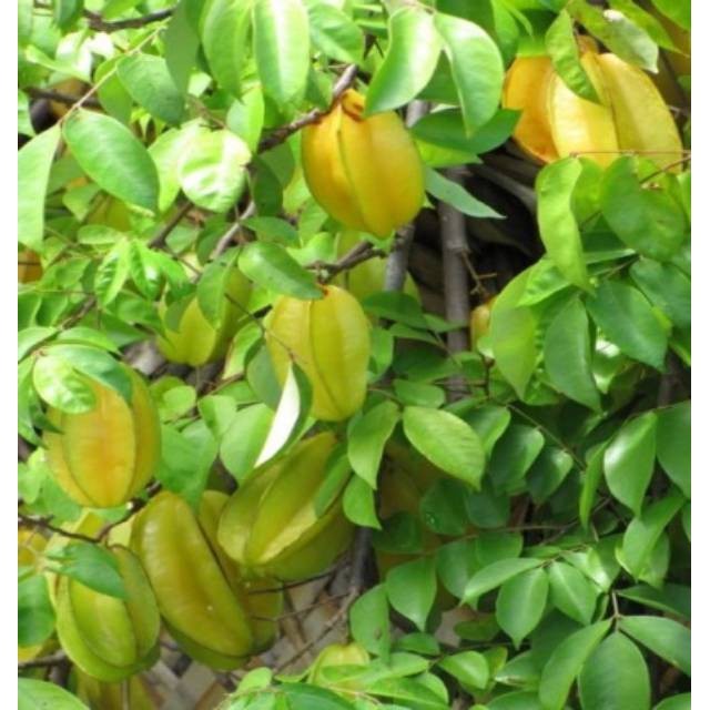 

Kampung Kuring12 Daun Belimbing Manis Segar 150 gram Murah