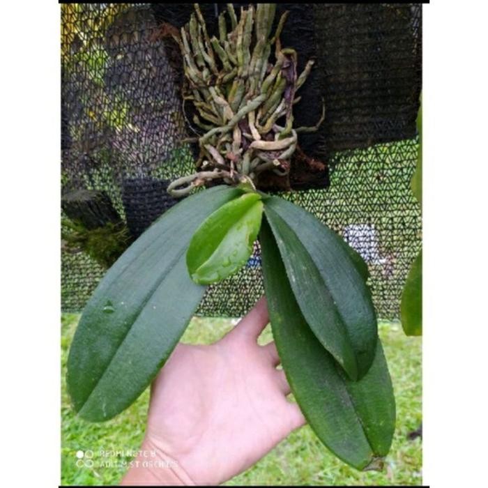 Anggrek Bulan Jumbo Amabilis Spike Anggrek Bulan Bunga Putih Tanaman Hias anggrek bulan