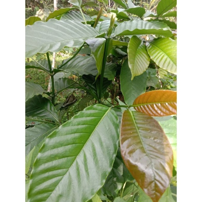 terbaik daun kopi segar dan pucuk nya 150 gram Lestari Alamku