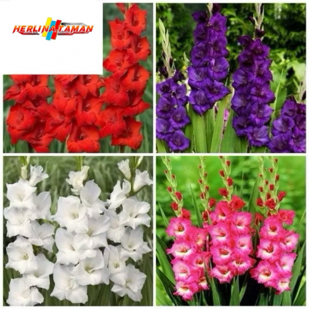 Tanaman Hias Bunga Sedap Malam Wangi Berbagai Warna