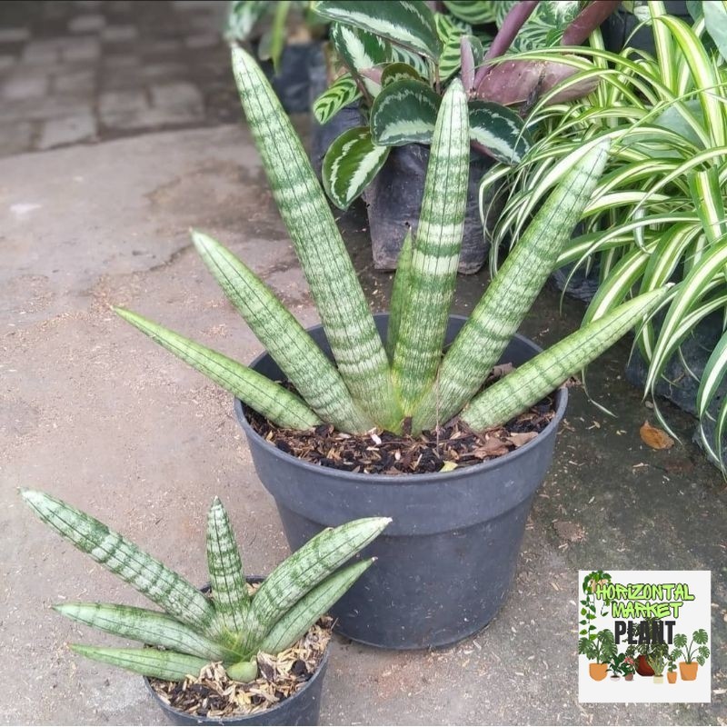 {BISA COD} tanaman hias sansivera boncel tanaman indoor sansivera mini sansivera cylindrika