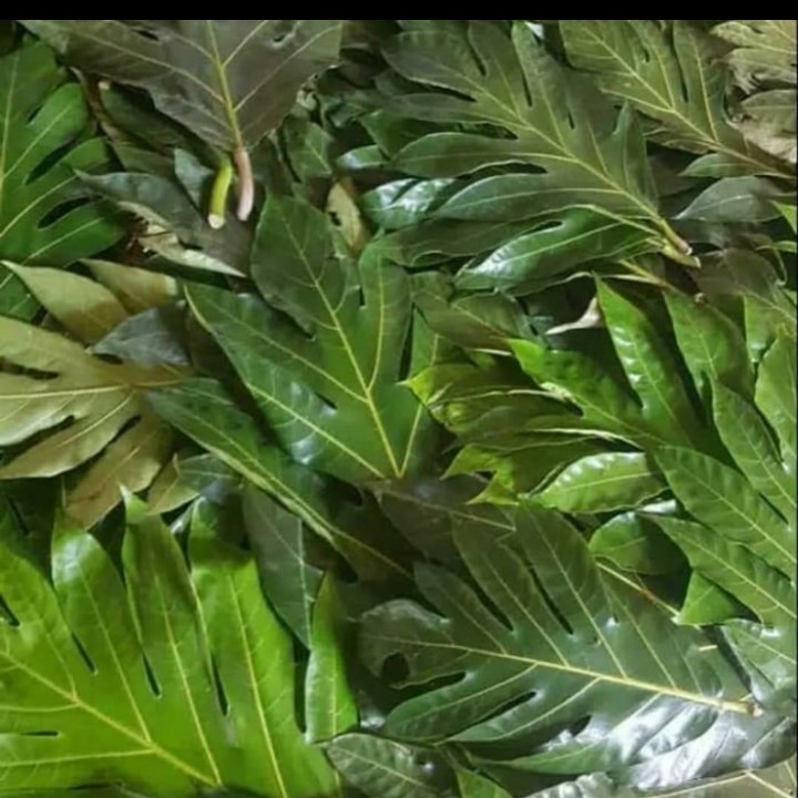 

Daun sukun tua fresh 100gram Paling Murah