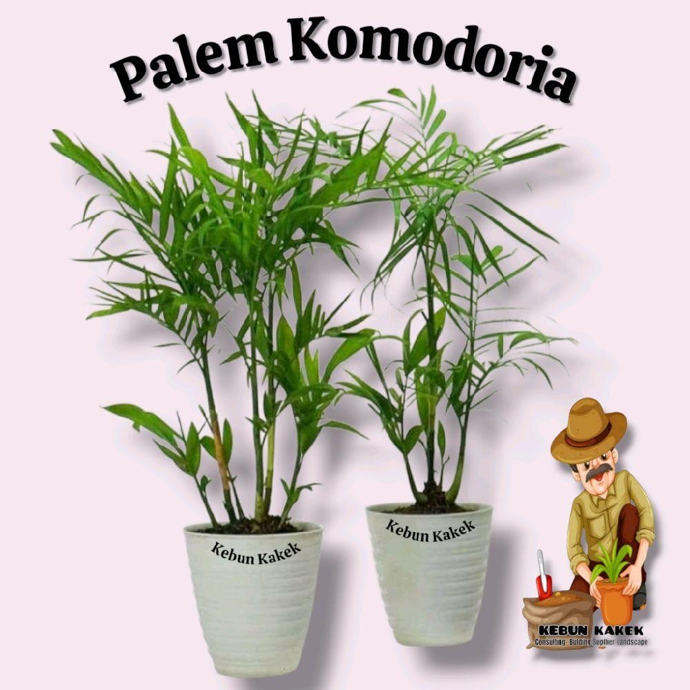 Tanaman Hias Palem Komodoria / Tanaman Hias Hidup Palem Komodoria / Pohon Palem Komodoria Bibit
