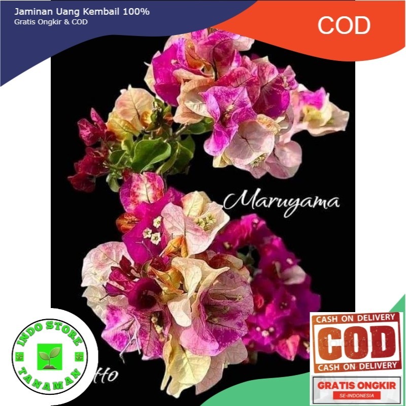 Bougenville impor terbaru id Murayama (COD)