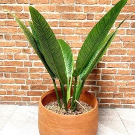 TANAMAN HIAS ANTHURIUM LINET