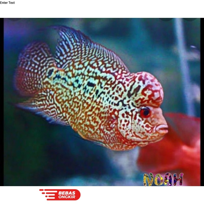 Isi aquarium Lohan SRD Size 8-10cm Berkualitas