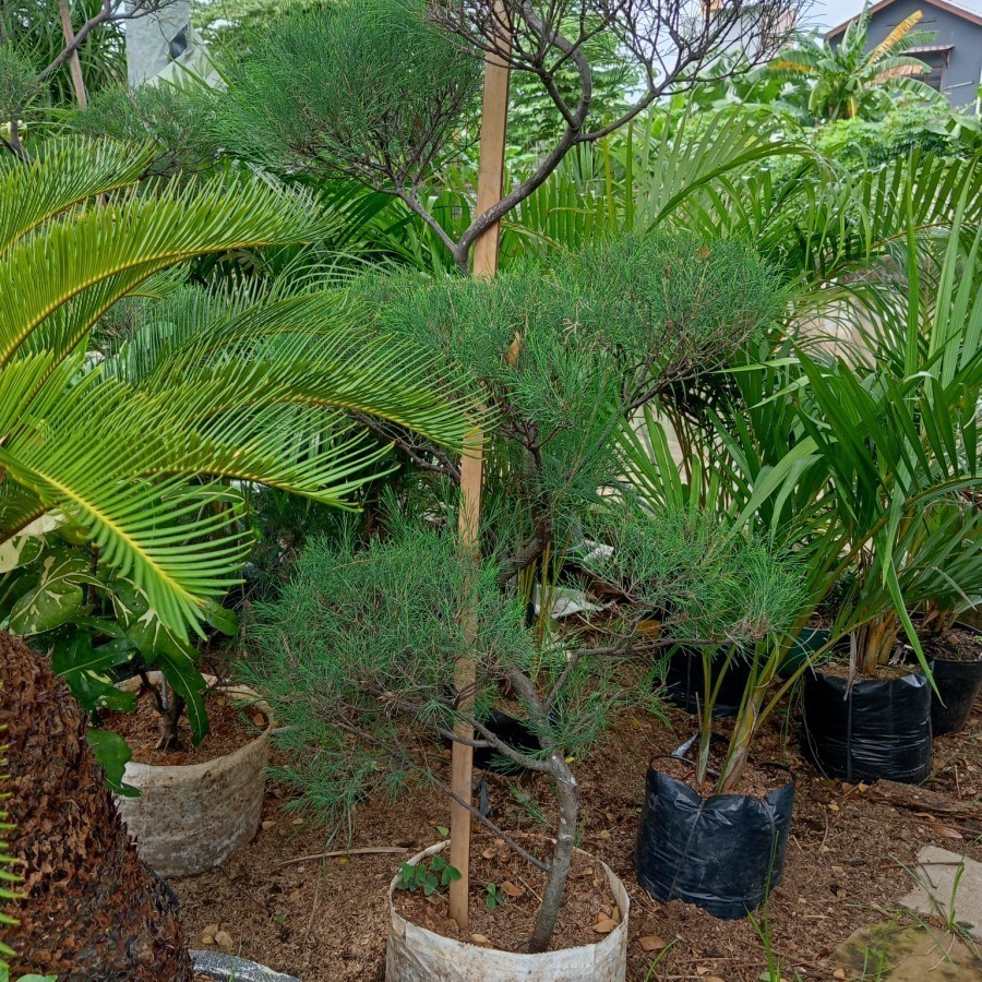 Cemara Udang 1Meter+ - Casuarina equisetidolia - Tanaman Cemara Udang 1m+ lebih