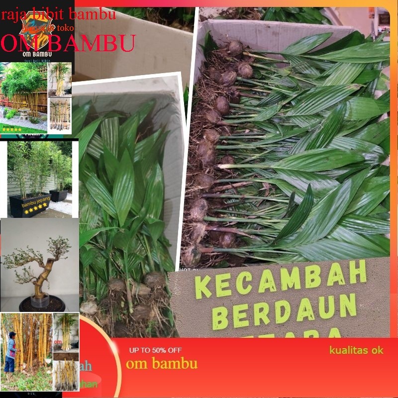 Pinang kecambah berdaun Betara