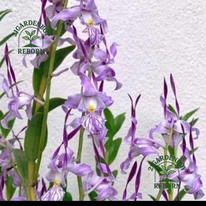 (BAYAR DI TEMPAT) anggrek dendrobium kriting pra remaja leporinum