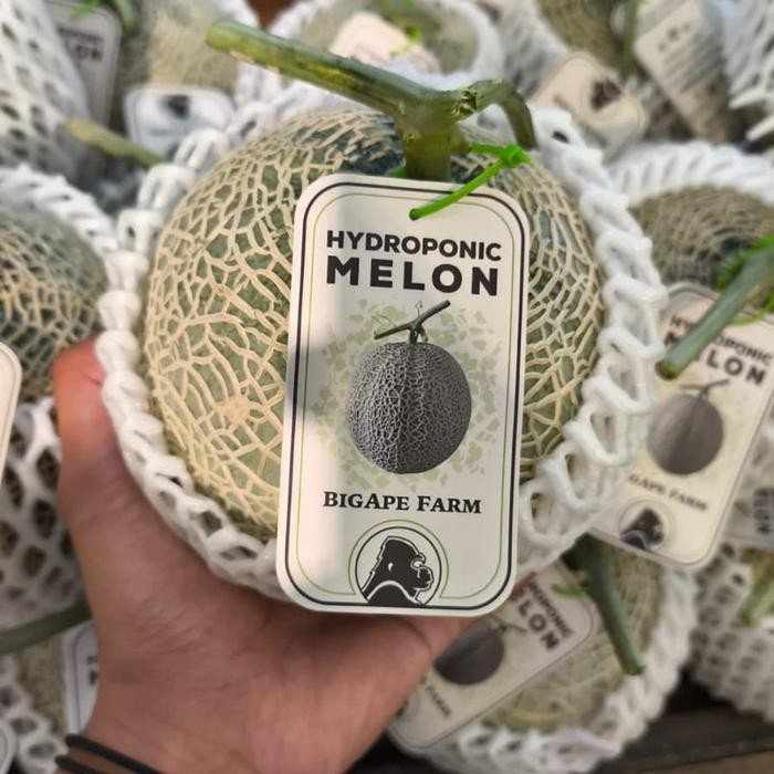 

Melon jepang sagami hydroponic super sweet 1,3 kg