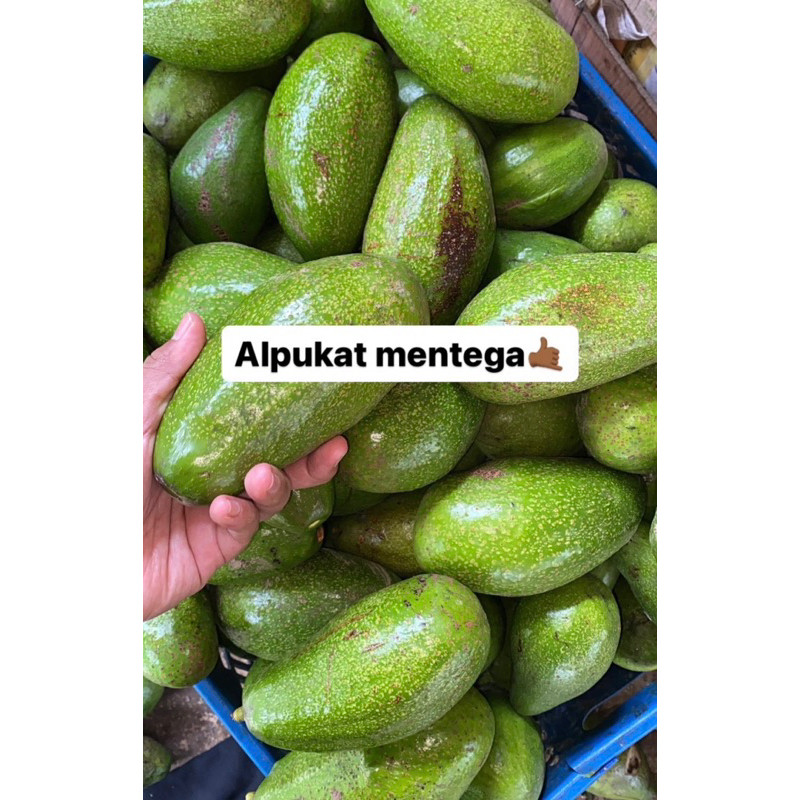  Alpukat Mentega Jumbo Segar Murah Grosir 
