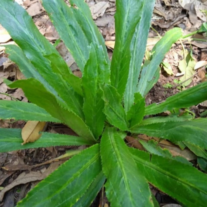 

TILASSALAM Daun walang cina segar - walang sangit fresh 500 gram