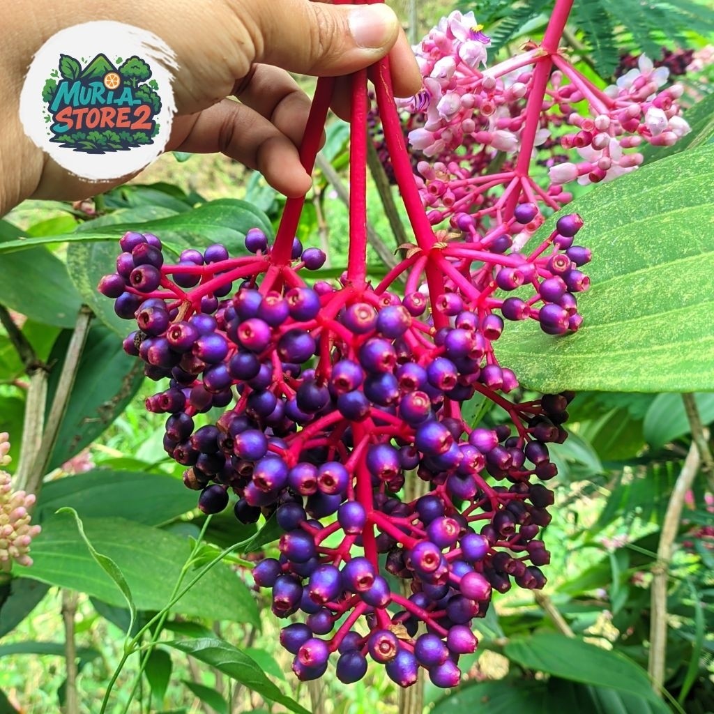 Buah Parijoto Asli Muria untuk promil